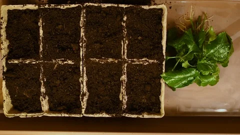 Green seedlings with roots on the background of the table and peat pots with soi Stock Footage 103154216