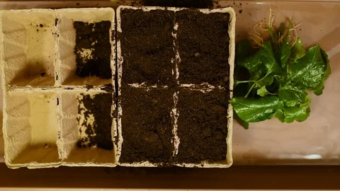 Green seedlings with roots on the background of the table and peat pots with soi Stock Footage 103154223