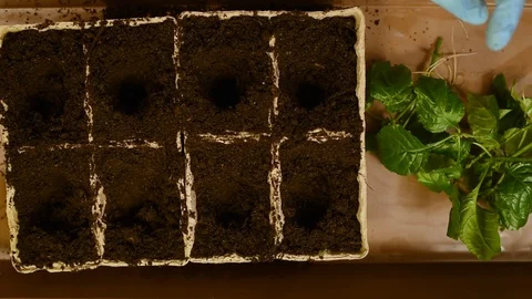 Green seedlings with roots on the background of the table and peat pots with soi Stock Footage 103154290