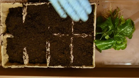 Green seedlings with roots on the background of the table and peat pots with soi Stock Footage 103154298