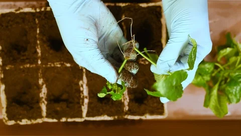 Green seedlings with roots on the background of the table and peat pots with soi Stock Footage 103154308