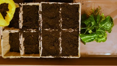Green seedlings with roots on the background of the table and peat pots with soi Stock Footage 103154337