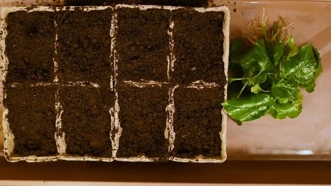 Green seedlings with roots on the background of the table and peat pots with soi Stock Footage 103154419
