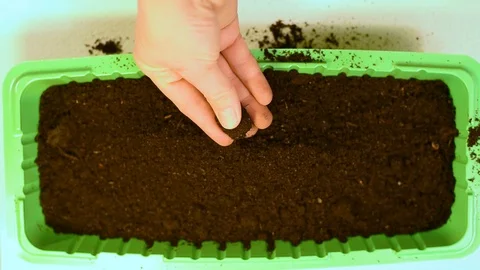 Green seedlings with roots on the background of the table and peat pots with soi Stock Footage 103154955