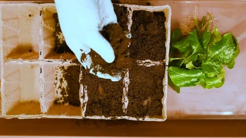 Green seedlings with roots on the background of the table and peat pots with soi Stock Footage 103154986