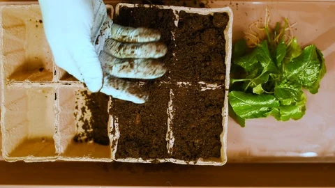 Green seedlings with roots on the background of the table and peat pots with soi Stock Footage 103155050