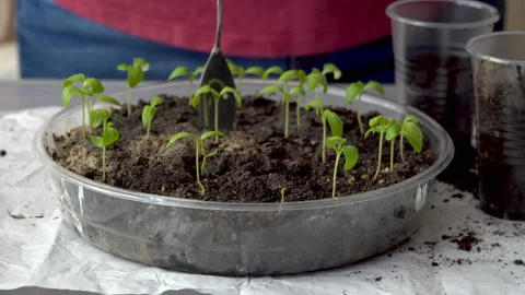 Green seedlings in a round container with dark so 4K Stock Footage 106169759