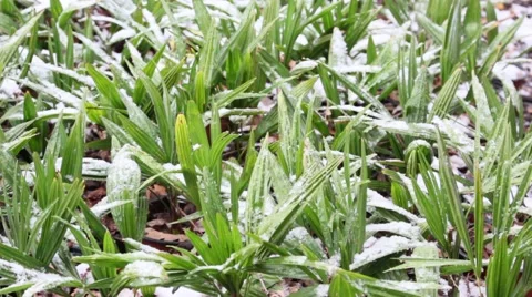 Green seedlings in the snow Vídeo Stock 46773810