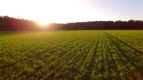 Green seedlings sprouting in a field Stock Footage 93781801