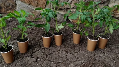 Green seedlings sprouts in craft ecological cups-pots agriculture close up Stock Footage 217973685