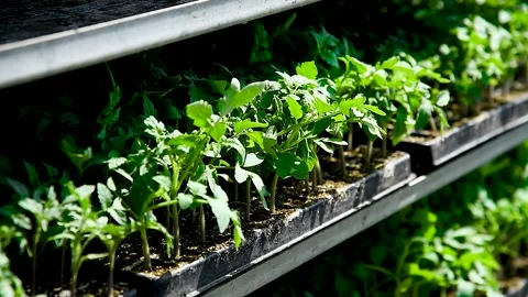 Green seedlings of tomatoes on the tray Stock Footage 305988136