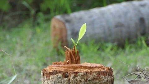 Green seedlings from tree stump.4k video Stock Footage 82402302