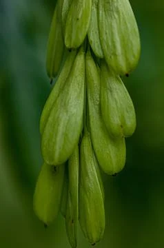Green Seeds Stock Photos