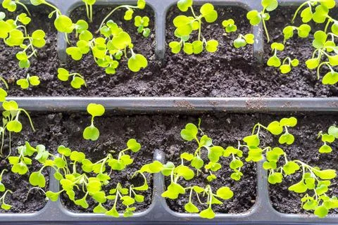 Green selection of a plant Stock Photos