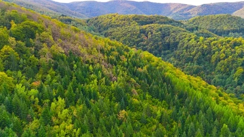 Green Serenity Stock Footage 306032164