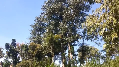 Green Serenity Under the Blue Sky 스톡 동영상 336165535