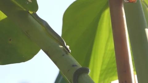 Green serpent snake on a tree Stock-Footage 122268700