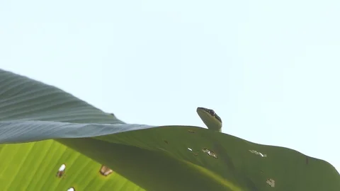 Green serpent snake on a tree Stock-Footage 122269093