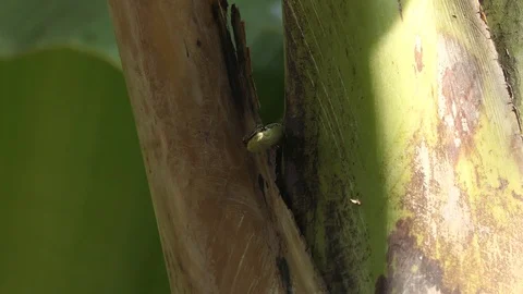Green serpent snake on a tree Stock-Footage 122269102