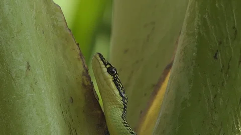 Green serpent snake on a tree Stock Footage 122269298