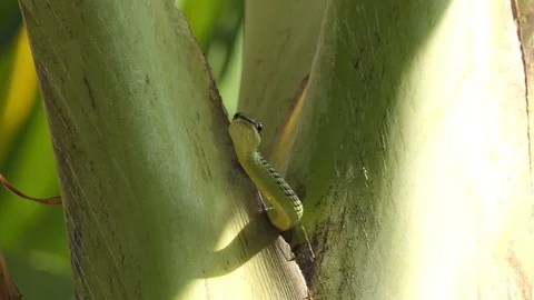 Green serpent snake on a tree Stock-Footage 122269521