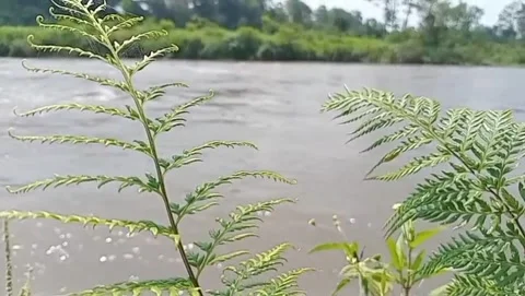 Green shade on the edge of the stream. Video stock 333495458