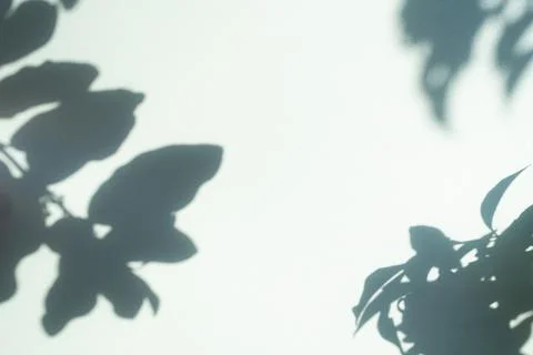 Green Shadow Abstract Background Overlay Leaf Natural blur Cement Wall 스톡 사진
