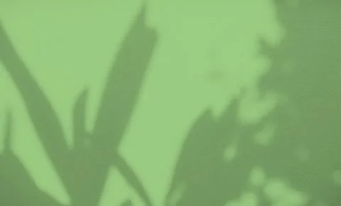 Green Shadow Abstract Background Overlay Leaf Natural blur Cement Wall 스톡 사진