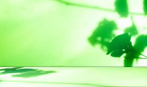 Green Shadow Background Studio Room Photo Empty Gradient Leaf Floor Wall 库存照片