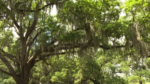 Green shady tree in a park Stock Footage 84509725