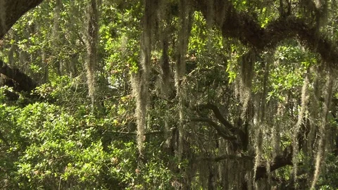 Green shady tree in a park Stock Footage 84509741
