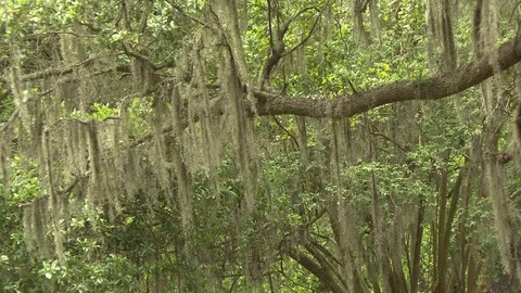 Green shady tree in a park Stock Footage 84509811