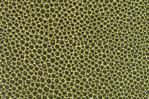Green shagreen leather texture background Stock Photos