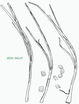 Green shallot vector. Stock Illustration