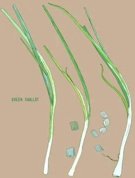 Green shallot vector. Stock Illustration