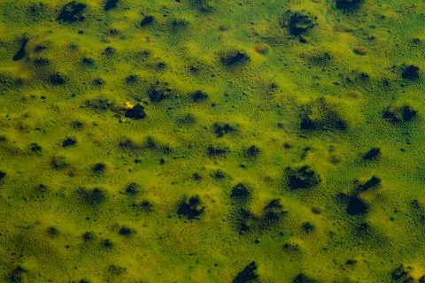 Green Shallows Stock Photos