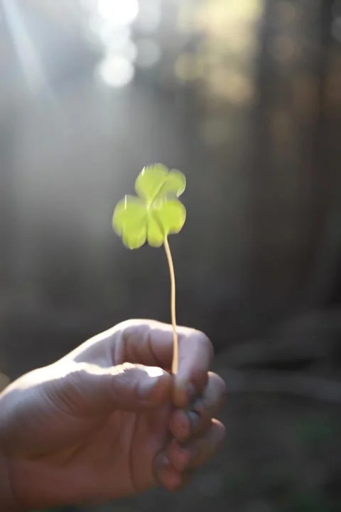 Green shamrock in an Irish forest. Stock Footage 320888307