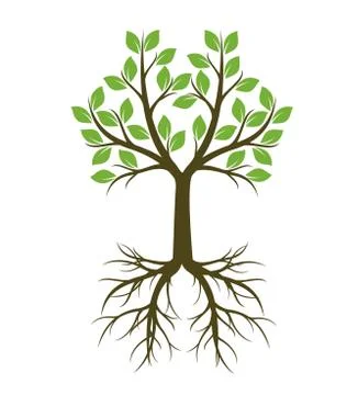 Green shape of Tree with Root. Vector Illustration. Stock Illustration