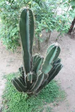 Green Sharp Cactus  Stock Photos