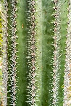 Green sharp cactus texture backgrou Stock Photos