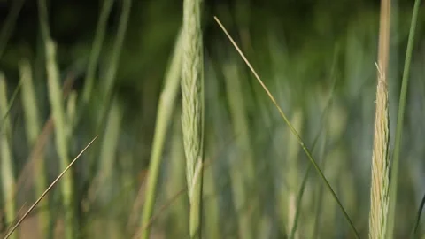 Green sharp grass by the sea Stock Footage 133424485
