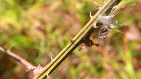 Green sharp thorn stem Stock Footage 143362958