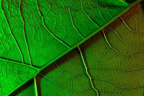Green sheet close-up, used as a background or texture Stock Photos