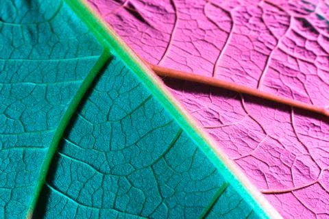 Green sheet close-up, used as a background or texture Stock Photos