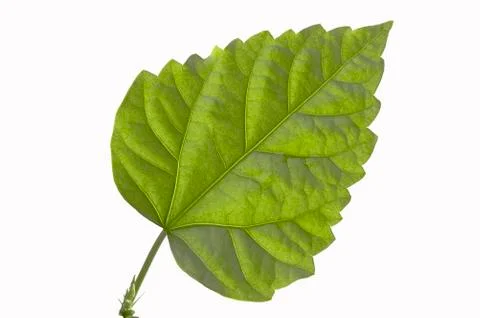 Green sheet. Stock Photos