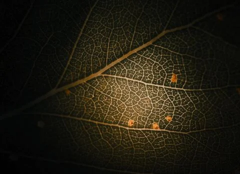 Green sheet on stone close-up. Pattern on the sheet. Stock Photos