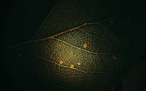 Green sheet on stone close-up. Pattern on the sheet. Stock Photos