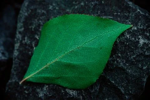 Green sheet on stone close-up. Pattern on the sheet. Stock Photos