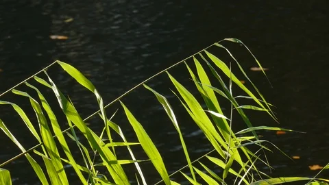 Green Sheets on a Water, dark background Stock Footage 119775086
