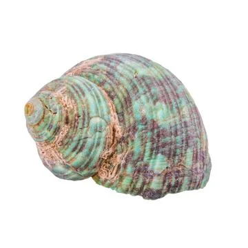 Green shell on a white background Foto stock